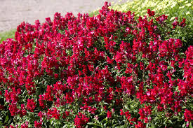Image result for Antirrhinum majus maximum