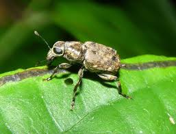 Attēlu rezultāti vaicājumam “Anthribidae”