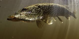 Image result for Esox lucius