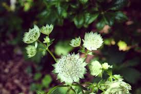 Attēlu rezultāti vaicājumam “Astrantia major leaf”