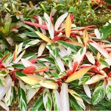 Attēlu rezultāti vaicājumam “Fragaria moschata leaf”