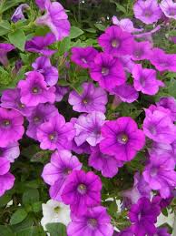 Image result for Petunia