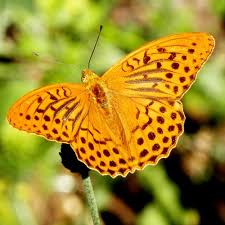 Attēlu rezultāti vaicājumam “Argynnis paphia underside”