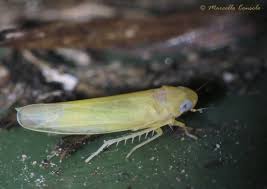 Attēlu rezultāti vaicājumam “Edwardsiana geometrica”