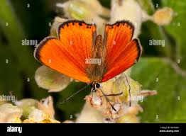 Attēlu rezultāti vaicājumam “Lycaena virgaureae”