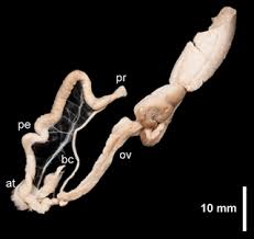 Attēlu rezultāti vaicājumam “Limax cinereoniger”
