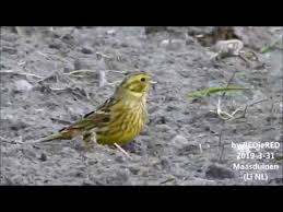 Attēlu rezultāti vaicājumam “Emberiza citrinella juvenile”