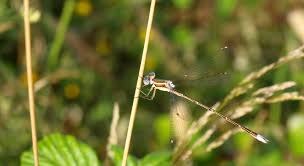 Attēlu rezultāti vaicājumam “Lestes virens”
