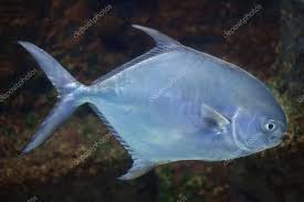 Image result for Trachinotus falcatus