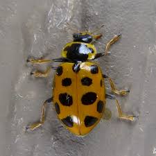 Attēlu rezultāti vaicājumam “Hippodamia tredecimpunctata”