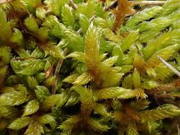 Attēlu rezultāti vaicājumam “Hypnum cupressiforme var. subjulacum”