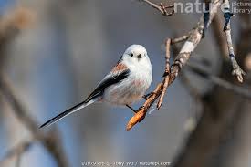 Attēlu rezultāti vaicājumam “Aegithalos caudatus”