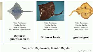 Image result for Dipturus laevis