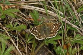 Attēlu rezultāti vaicājumam “Pyrgus serratulae”