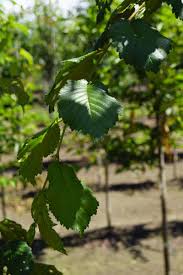 Attēlu rezultāti vaicājumam “Ulmus minor f. suberosa”