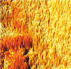 Attēlu rezultāti vaicājumam “Sarcodontia crocea”