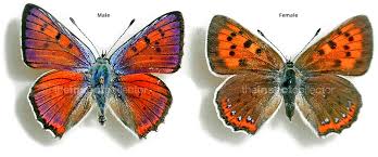 Attēlu rezultāti vaicājumam “Lycaena alciphron”
