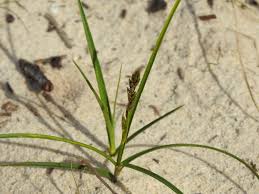 Attēlu rezultāti vaicājumam “Carex arenaria”