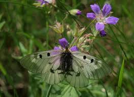 Attēlu rezultāti vaicājumam “Craterium aureonucleatum spores”