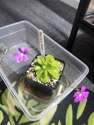 Attēlu rezultāti vaicājumam “Pinguicula vulgaris fruit”