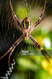 Image result for st andrews cross spider