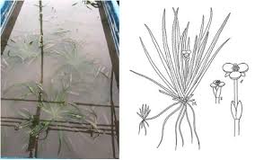 Attēlu rezultāti vaicājumam “Stratiotes aloides flower”