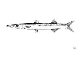 Image result for Sphyraena viridensis