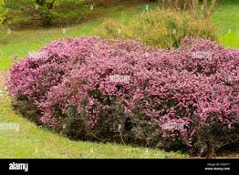 Attēlu rezultāti vaicājumam “Erica x darleyensis”