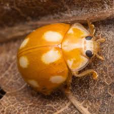 Attēlu rezultāti vaicājumam “Calvia decemguttata larva”