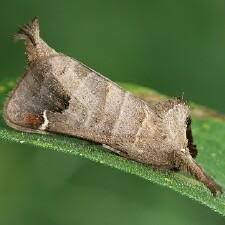 Attēlu rezultāti vaicājumam “Closterotomus biclavatus imago”