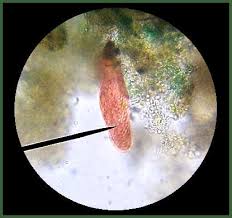 Attēlu rezultāti vaicājumam “Blepharostoma trichophyllum sporophyte”