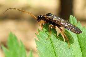 Attēlu rezultāti vaicājumam “Pamphiliidae”