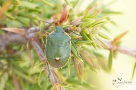 Attēlu rezultāti vaicājumam “Chlorochroa juniperina”
