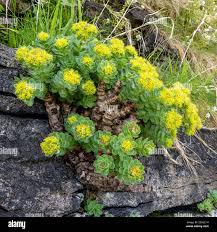 Attēlu rezultāti vaicājumam “Rhodiola rosea flower”