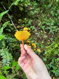 Attēlu rezultāti vaicājumam “Marasmius sp.”