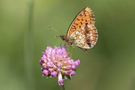 Attēlu rezultāti vaicājumam “Brenthis ino”