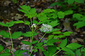 Attēlu rezultāti vaicājumam “Actaea spicata flower”