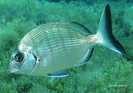 Image result for Diplodus ascensionis