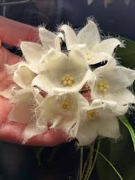 Attēlu rezultāti vaicājumam “Lophozia laxa”