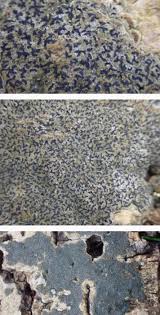 Attēlu rezultāti vaicājumam “Opegrapha rufescens”