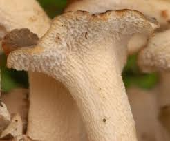 Attēlu rezultāti vaicājumam “Polyporus umbellatus”