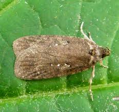 Attēlu rezultāti vaicājumam “Agonopterix ciliella”