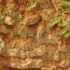 Attēlu rezultāti vaicājumam “Asterodon ferruginosus”