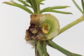 Attēlu rezultāti vaicājumam “Geocrypta galii”