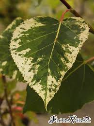 Attēlu rezultāti vaicājumam “Populus x jackii”