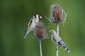 Attēlu rezultāti vaicājumam “Carduelis carduelis adult”