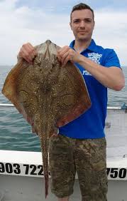 Image result for Raja undulata