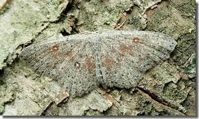 Attēlu rezultāti vaicājumam “Cyclophora pendularia”