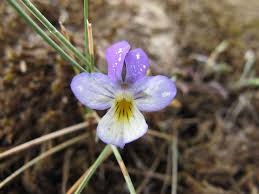 Attēlu rezultāti vaicājumam “Viola tricolor subsp. curtisii leaf”