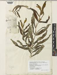 Attēlu rezultāti vaicājumam “Potamogeton lucens leaf”